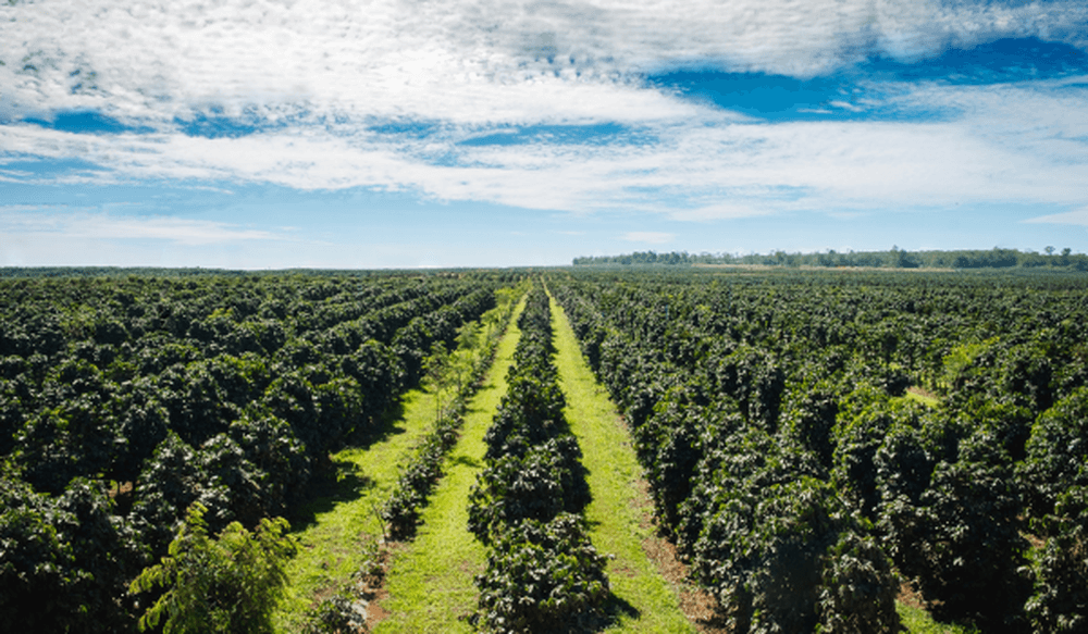 coffee field