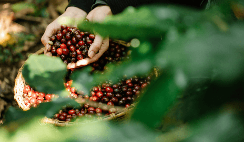 coffee fruit