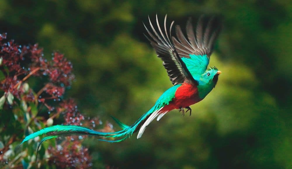 Der Göttervogel Quetzal im Flug. Quelle: Shutterstock \ puraventura