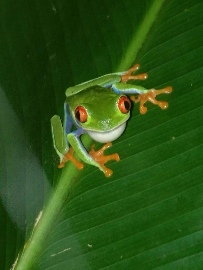 Nous observons de près la gren