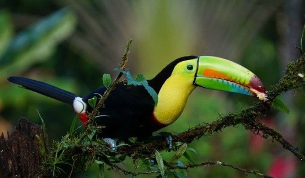 keel-billed-toucan-1021048_1280