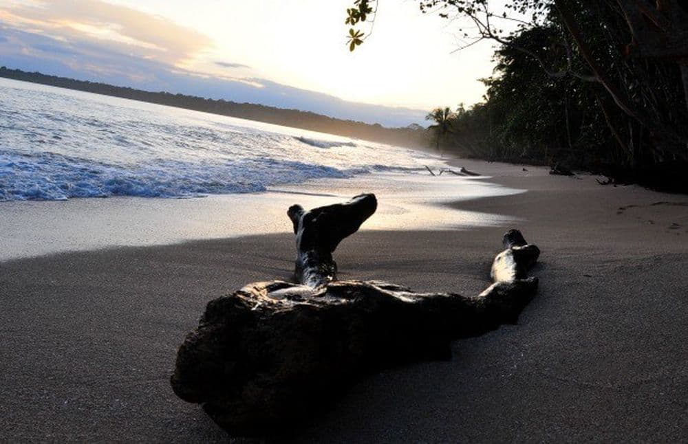 4-cahuita-Armando-Maynez-1