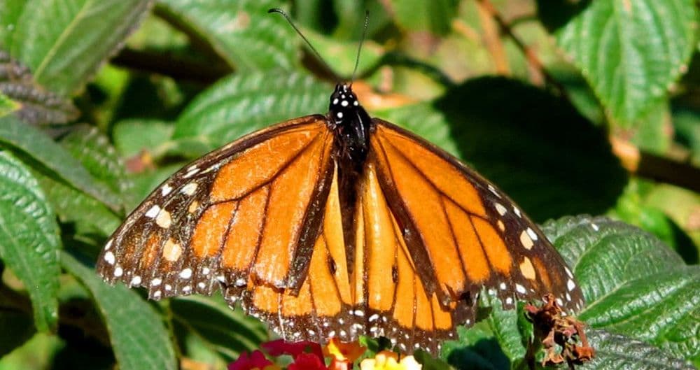 Quand partir au Mexique pour voir le monarque? ©El Coleccionista de Instantes