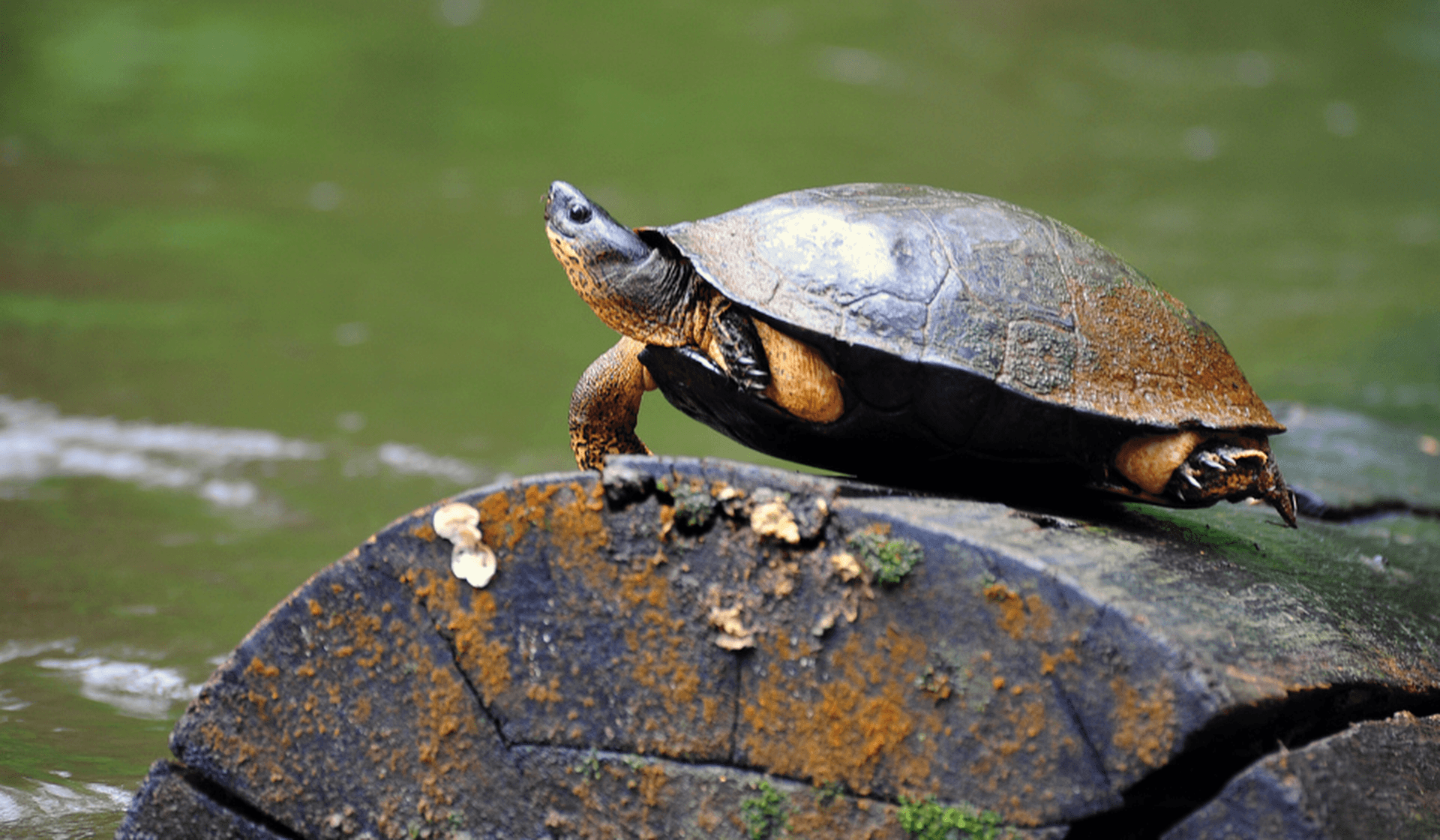 Tortuguero: Schildkröten-Paradies in der Karibik