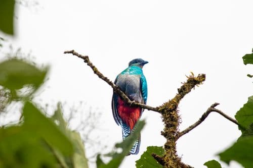 costa rica