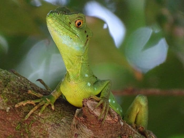 Costa Rica