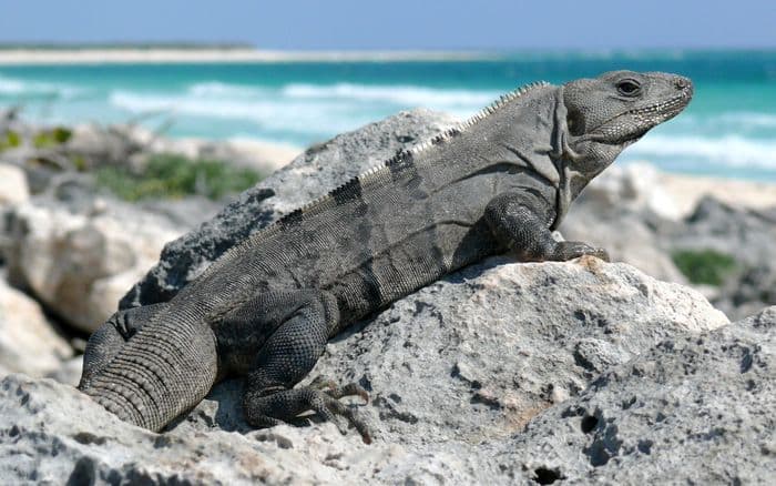 cozumel