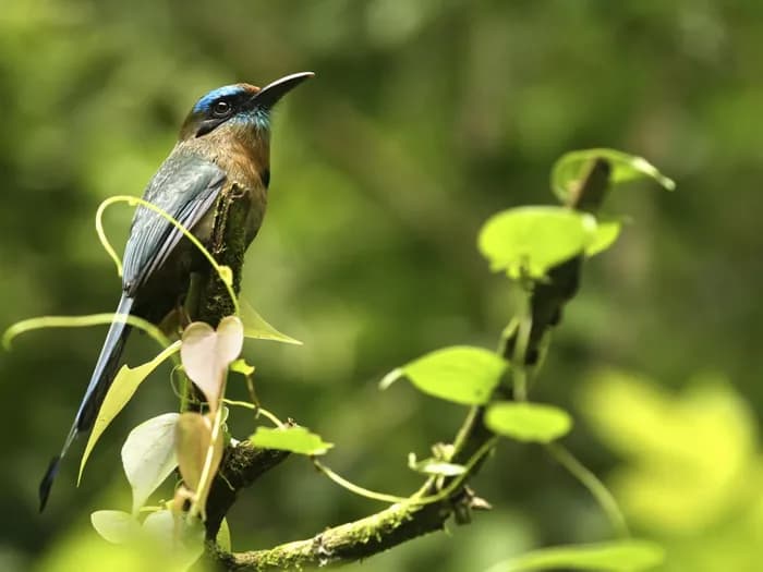 motmot costa rica