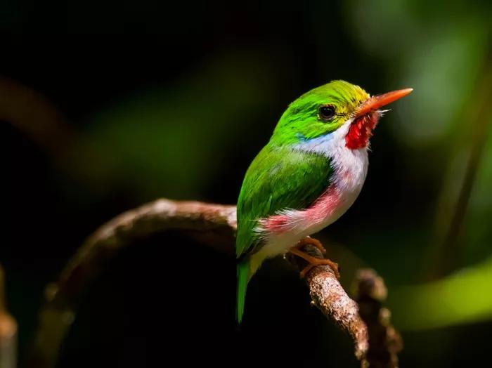Cartacuba bird
