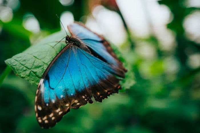 Butterfly Costa Rica