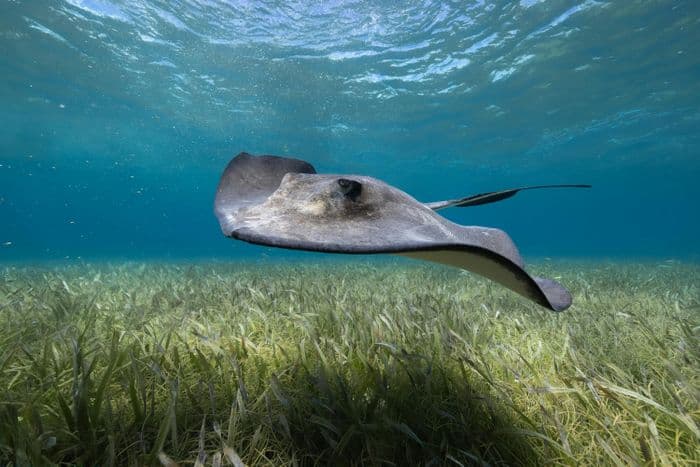 Silk Caye Belize
