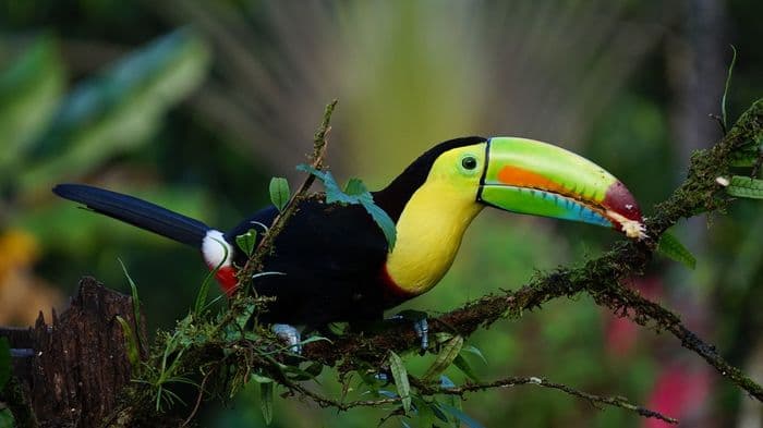 costa rica parrot