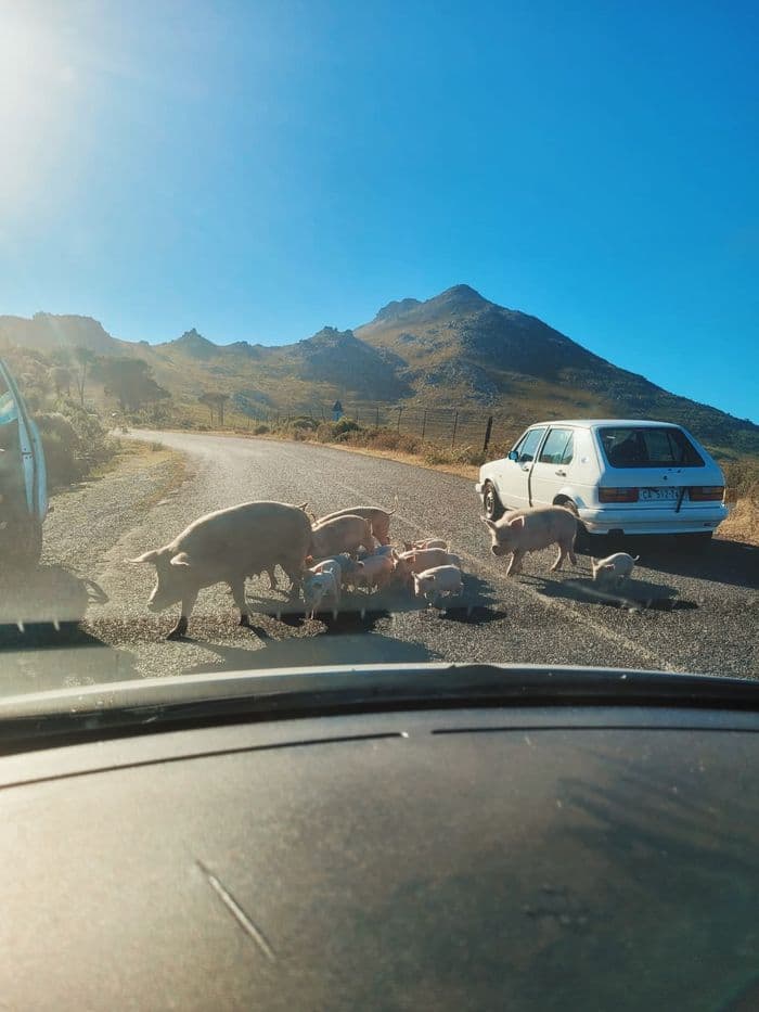 Self drive trips Southern Africa
