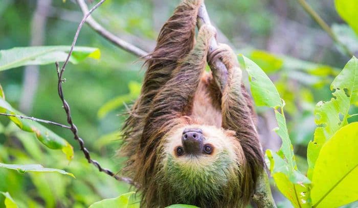 caribbean-sloth-sanctuary-costa-rica