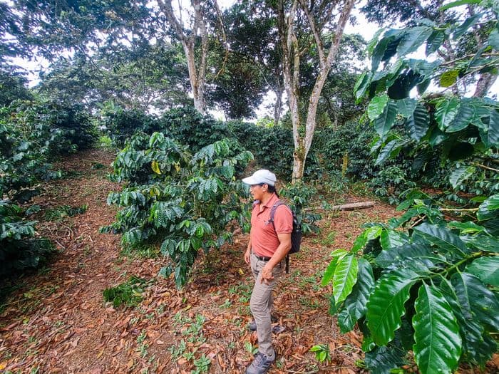 Coffee Ranti CBT Galapagos