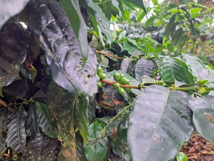 Coffee Field Ranti CBT Galapagos