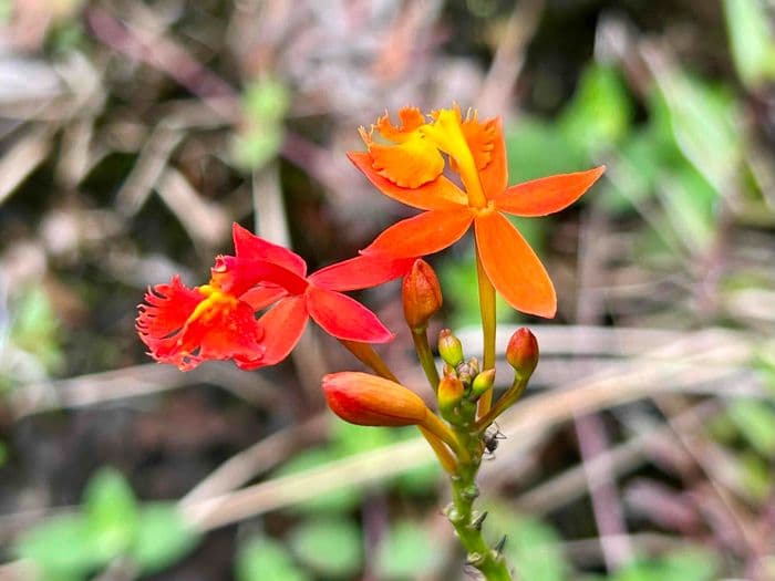 Schöne Epidendrum radicans Orchidee 🌺
