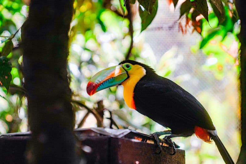toucan belize