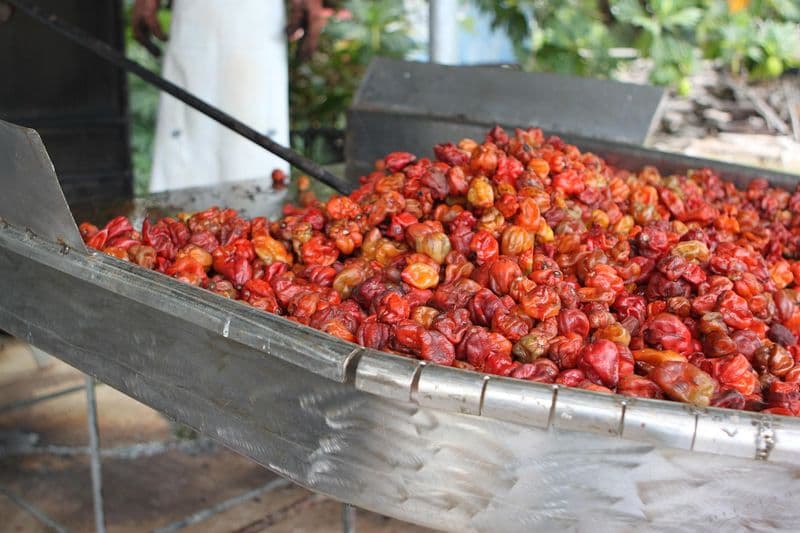 Belize red habanero