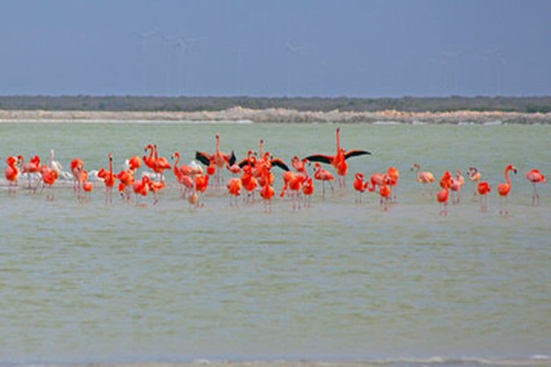 Las coloradas