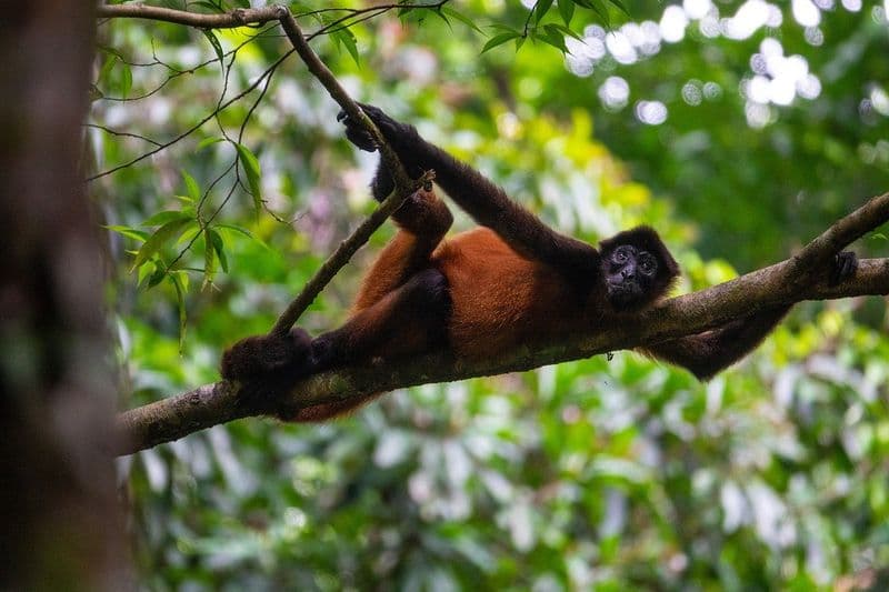 spider monkey corcovado